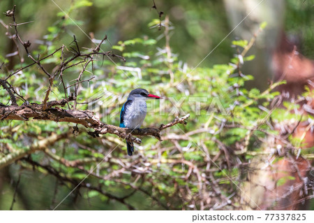 Woodland kingfisher Ethiopia, Africa wildlife 77337825