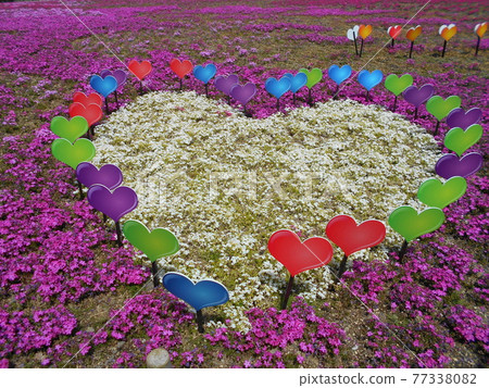 Fuji Shiba Cherry Blossom Festival in Motosu, Fujikawaguchiko Town, Yamanashi Prefecture 77338082