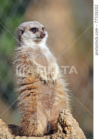 meerkat meerkat 77338202