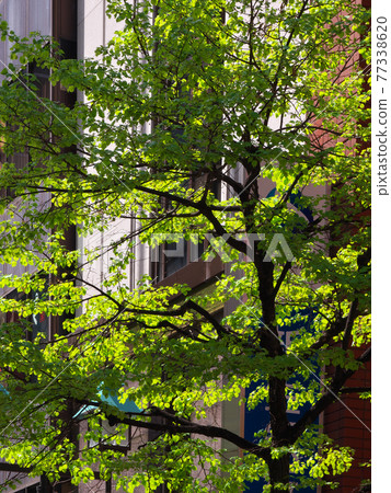 [Tokyo, April 2021] Ginza's fresh green cityscape 77338620