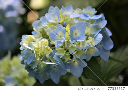 Cool carrying konpeito blue hydrangea 77338637