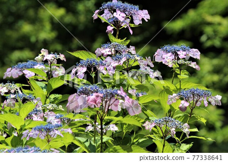 A herd of hydrangea in the early summer light 77338641
