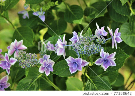 Hydrangea flowers like a spinning ball 77338642
