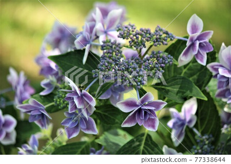 Purple hydrangea is also popular 77338644