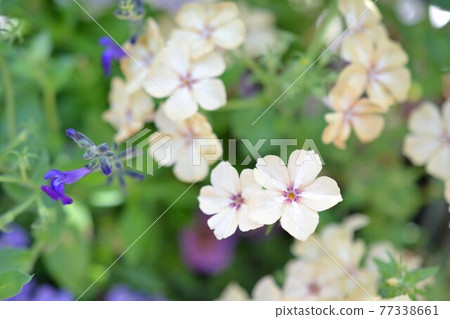 奶油花和藍鼠尾草 奶油花和藍鼠尾草 77338661