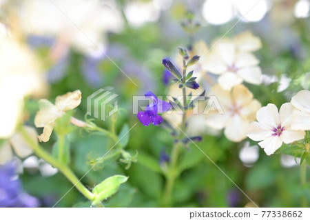 Blue salvia 77338662