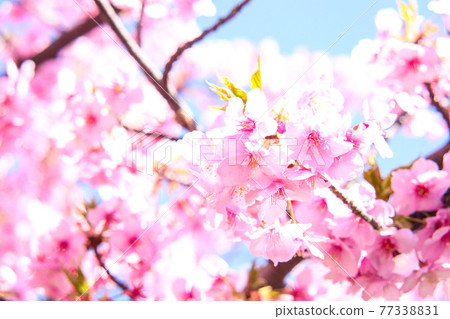 櫻花盛開春天粉紅花瓣櫻花觀賞美麗美麗可愛新生活蒼白 77338831