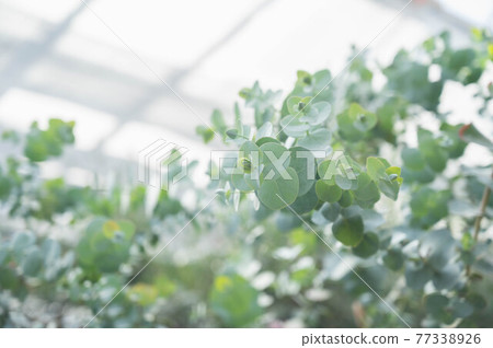 Eucalyptus leaves 77338926