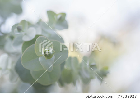 Eucalyptus leaves Eucalyptus leaves 77338928