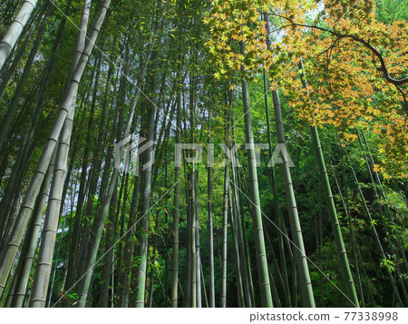  Bamboo grove 77338998