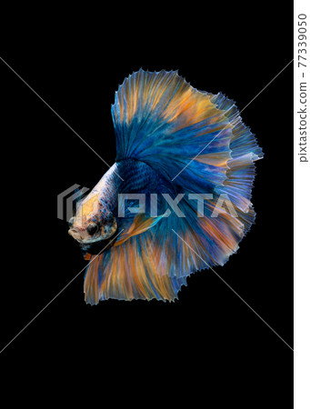 Halfmoon blue and orange betta isolated on black background Halfmoon blue and orange betta isolated on black background 77339050