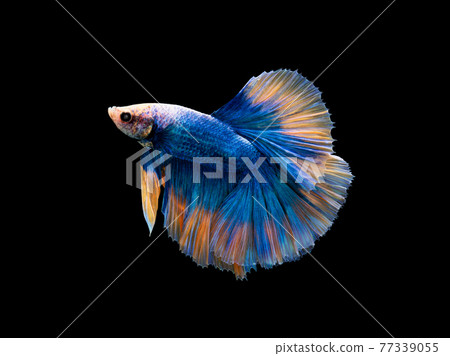 Halfmoon blue and orange betta isolated on black background 77339055