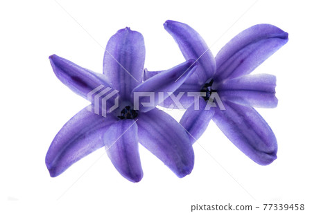 hyacinth flower 77339458