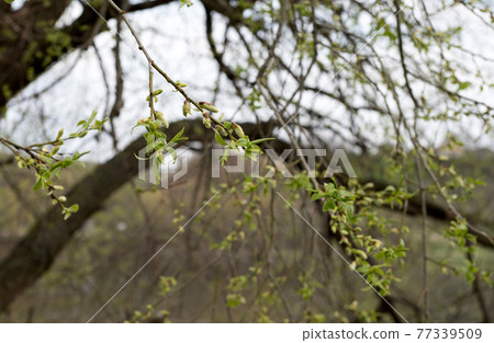 blossoming buds on a willow tree in spring 77339509