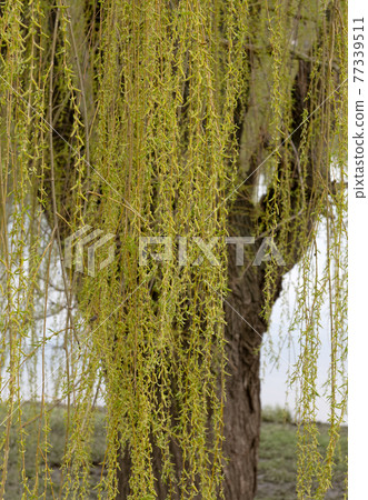 blossoming buds on a willow tree in spring blossoming buds on a willow tree in spring 77339511