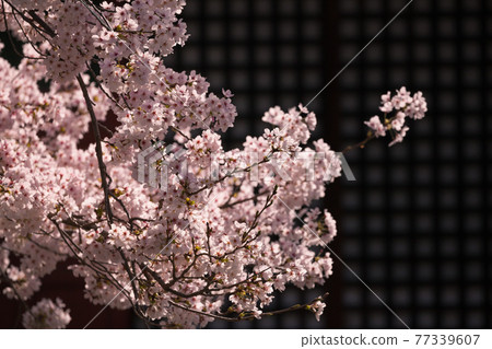 Great Buddha Hall in Spring and Cherry Blossoms in Full Bloom Great Buddha Hall in Spring and Cherry Blossoms in Full Bloom 77339607