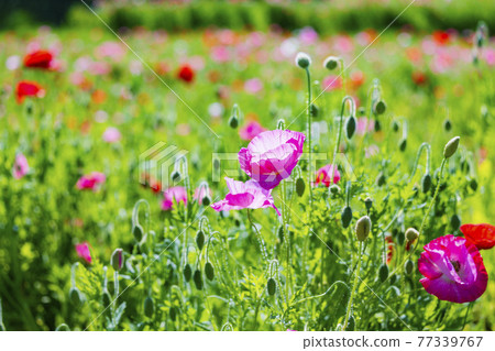 Umami Hill Park Poppy in full bloom Umami Hill Park Poppy in full bloom 77339767