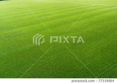 人造草坪 77339864