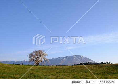 Koiwai農場一棵櫻桃樹 Koiwai農場一棵櫻桃樹 77339920