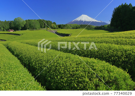 富士山和茶園 77340029