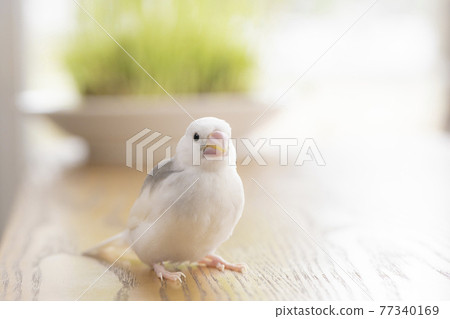 Hina,一隻大約一個月大的白麻雀 Hina,一隻大約一個月大的白麻雀 77340169