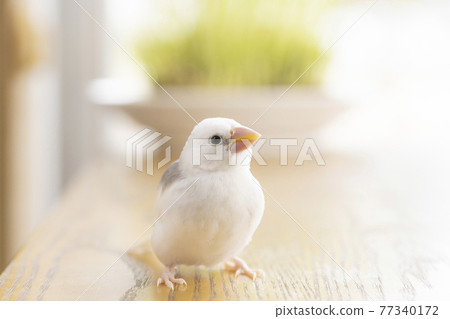 Hina，一隻大約一個月大的白麻雀 77340172