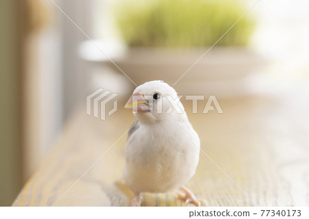 Hina, a white sparrow about a month old Hina, a white sparrow about a month old 77340173