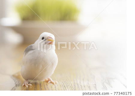 Hina,一隻大約一個月大的白麻雀 Hina,一隻大約一個月大的白麻雀 77340175