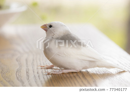 Hina,一隻大約一個月大的白麻雀 Hina,一隻大約一個月大的白麻雀 77340177