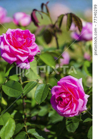 Umami Hill Park Roses in full bloom Umami Hill Park Roses in full bloom 77340299