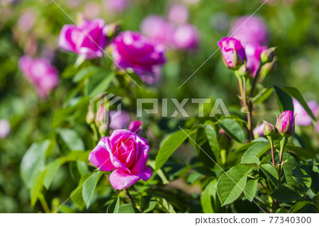 Umami Hill Park Roses in full bloom Umami Hill Park Roses in full bloom 77340300