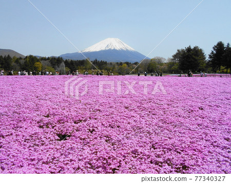 Scenery of Fuji Shiba Cherry Blossom Festival in Motosu, Fujikawaguchiko Town, Yamanashi Prefecture Scenery of Fuji Shiba Cherry Blossom Festival in Motosu, Fujikawaguchiko Town, Yamanashi Prefecture 77340327