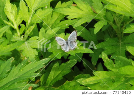 Pale grass blue on the leaves 77340430