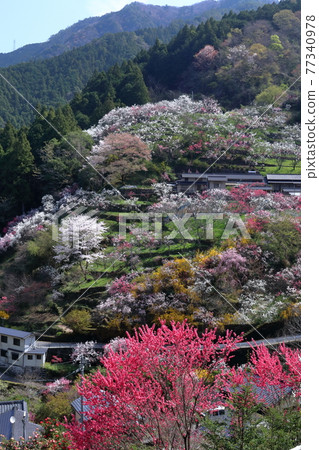 Kamikuki, home of peach blossoms (Kamikuki, Niyodogawa Town, Kochi Prefecture) 77340978