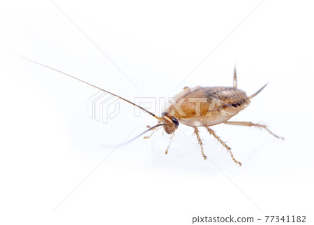 Image of brown forest cockroach on white background. From side view. Insect. Animal Image of brown forest cockroach on white background. From side view. Insect. Animal 77341182