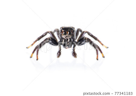 Image of biting jumping spider (Opisthoncus mordax) on white background. Insect. Animal Image of biting jumping spider (Opisthoncus mordax) on white background. Insect. Animal 77341183