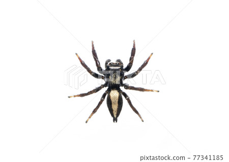 Image of biting jumping spider (Opisthoncus mordax) on white background. Insect. Animal Image of biting jumping spider (Opisthoncus mordax) on white background. Insect. Animal 77341185
