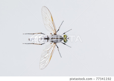 Image of the Asilidae are the robber fly family, also called assassin flies. on white background. From top view. Insect. Animal 77341192