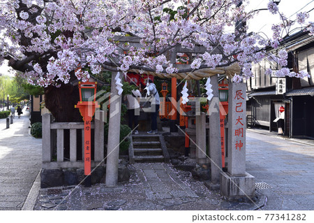 京都祗園辰巳大明神和櫻花 京都祗園辰巳大明神和櫻花 77341282