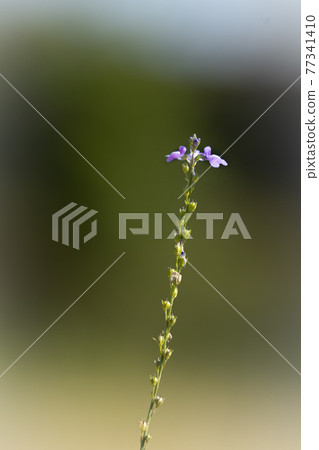Kairan Matsuba with small purple flowers on thin green stems 77341410