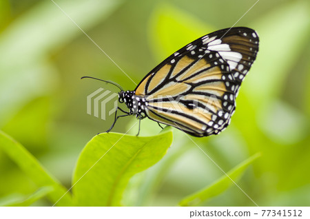 蝴蝶在葉子上休息。蝴蝶的名字是Danaus genutum。 77341512