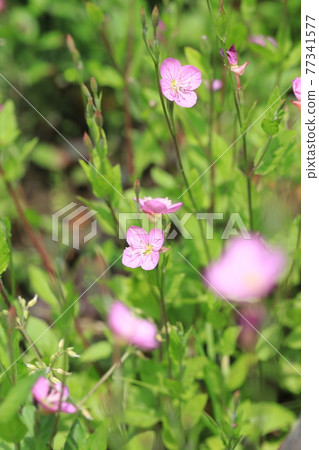 Pretty red flower evening primrose (evening primrose) 77341577