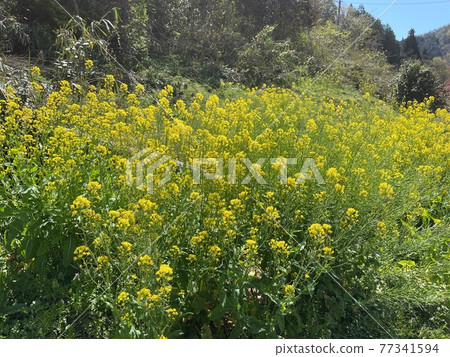 強姦開花 強姦開花 77341594