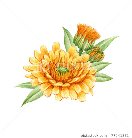 Calendula flower arrangement. Watercolor illustration. Orange medical natural herb. Calendula officinalis plant on white background. Natural healthy blossom with yellow petals and green leaves 77341881