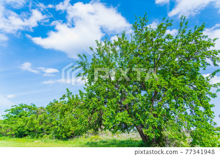 春天的自然風光：一棵長著嫩葉的大桑樹 77341948