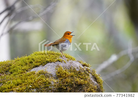 羅賓在長滿苔蘚的岩石上唱歌 [四月] 77341982