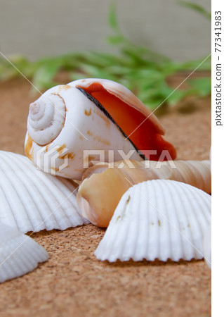 貝類，貝類，貝殼，貝殼，夏天，貝類，蝸牛，貝類 77341983
