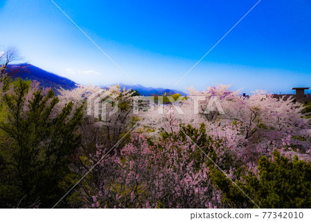 藍天和櫻花 藍天和櫻花 77342010