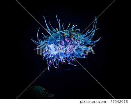 Hanagasa jellyfish Hanagasa jellyfish 77342018