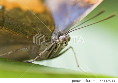 This is a close-up photo of the orange oakleaf. The scientific name is Kallima inachus. This is a close-up photo of the orange oakleaf. The scientific name is Kallima inachus. 77342043